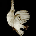 Snow owl / Snøugla